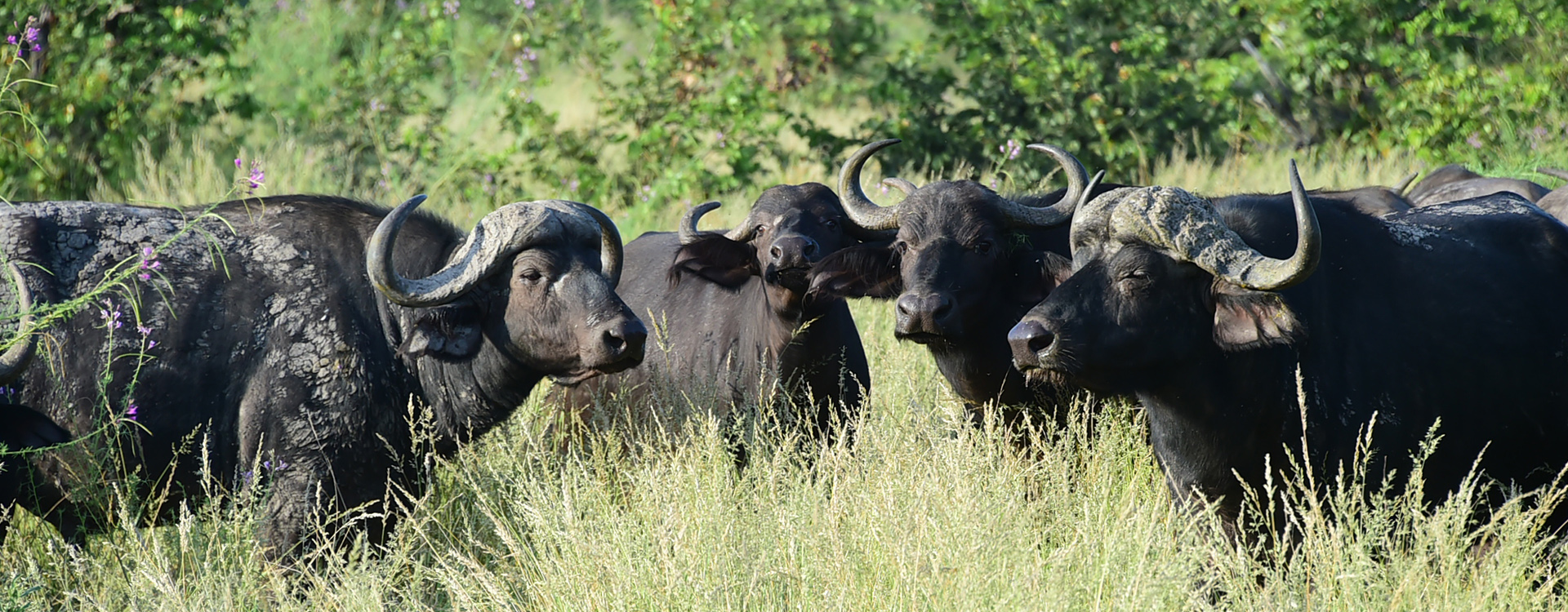 Buffalo semi-luxury camping