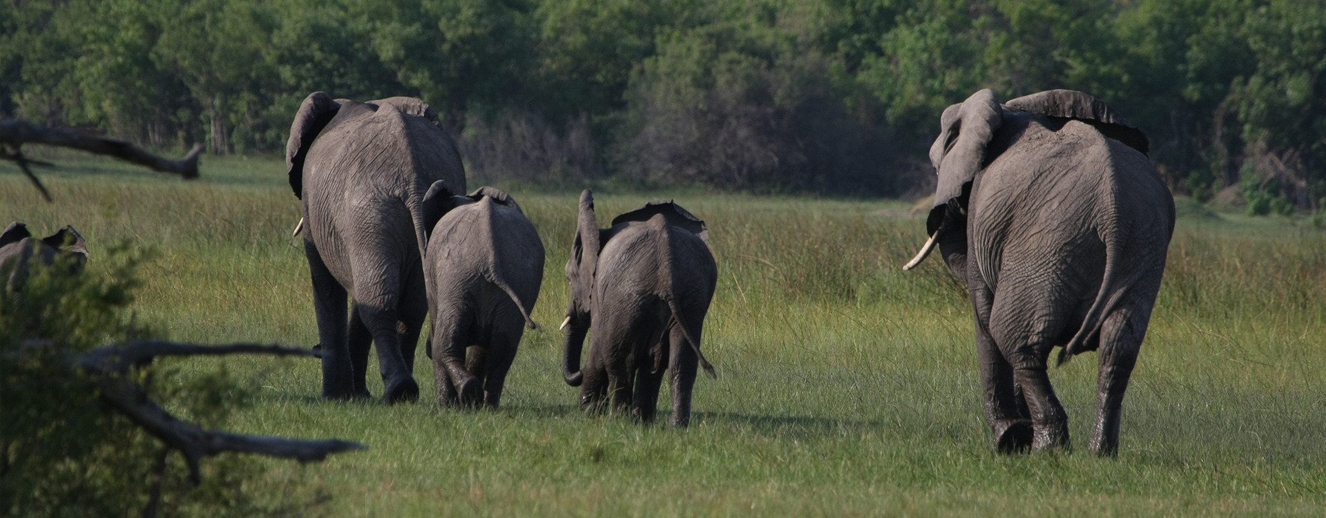 Elephant luxury tented safari 